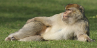 Macaques Barbary Trentham Monkey Park Mugwrap