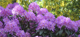 Rhododendron Lilac Laburnum Mug