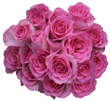 Roses Pink White