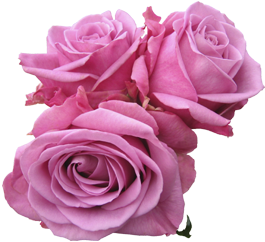 pink roses